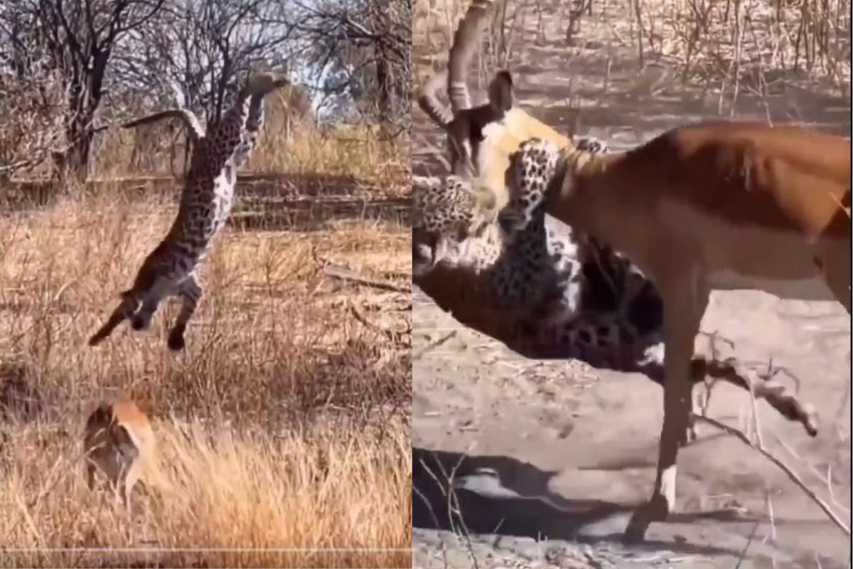 झाडावरुन उडी घेत थेट हरणाची मानच पकडली, अन्..; वाघाने केलेल्या खतरनाक शिकारीचा Live Video
