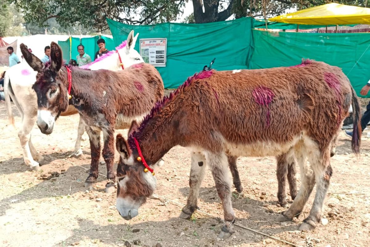 महाराष्ट्रात 'इथे' लाखो रूपयांना विकलं जातंय एक गाढव; कारण माहितीये का?