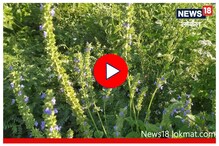 Wardha News: 3 महिन्यात लखपती बनवणाऱ्या चिया वनस्पतीची शेती कशी करतात? Video