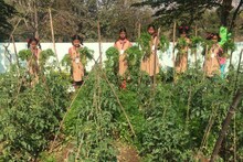 Ahmednagar News: छोट्या शेतकऱ्यांची कमाल, खडकाळ माळावर फुलवली शेती, पाहा Photos