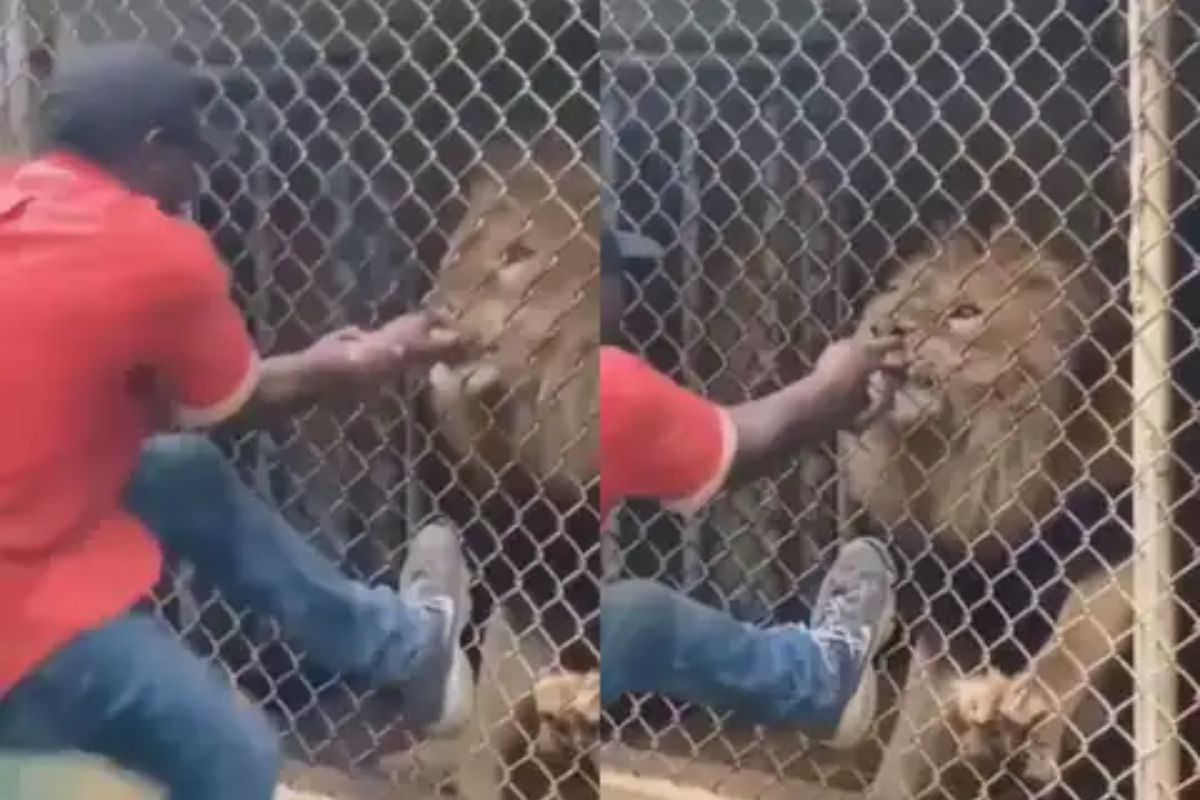 Viral Video: जंगलाच्या राजासोबत पंगा घेणं भोवलं; हल्ला करत सिंहाने जबड्यात पकडला हात, अन्...