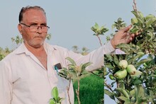 प्रयोगशील शेतकऱ्याची कमाल, चक्क अहमदनगरमध्ये पिकवलं सफरचंद, पाहा Photos