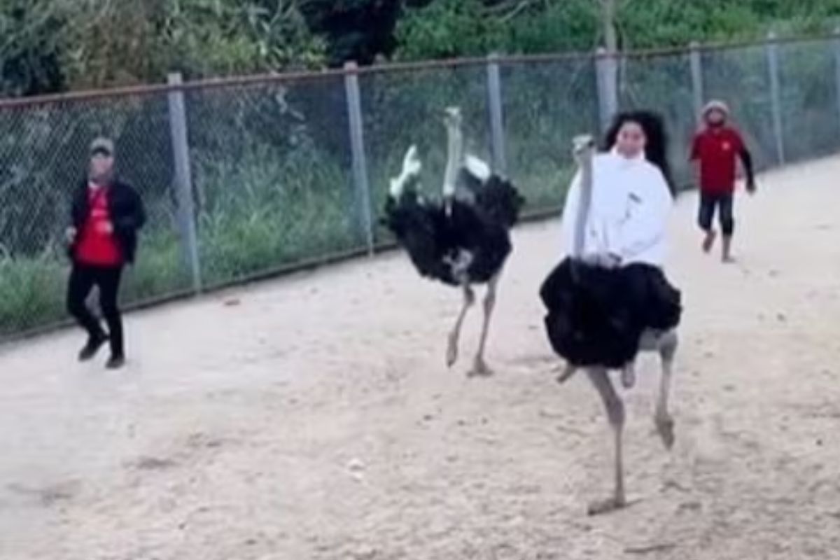 बापरे! कुठला प्राणी नाही, तर स्वारीसाठी महिला थेट पक्षावरच बसली; पुढे काय झालं पाहा..VIDEO