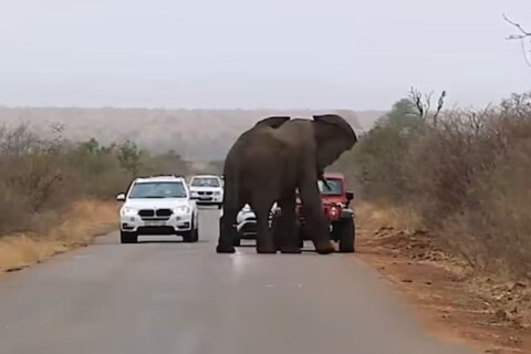 जेव्हा हत्तीने खात्री केली की वाहने थांबली आहेत, तेव्हा त्याचा एक साथीदार हत्ती मागून रस्ता ओलांडण्यासाठी येतो. वाटेत उभ्या असलेल्या हत्तीपेक्षा तो आकाराने लहान आहे. 