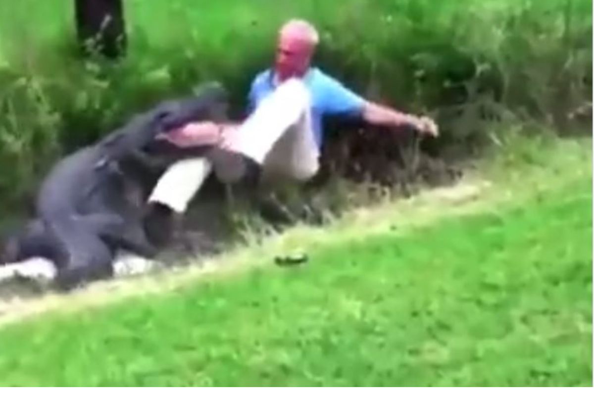 स्वतःहून मृत्यूच्या दारात गेला वृद्ध; मगरीने अचानक केला हल्ला, अन् मग..Shocking Video