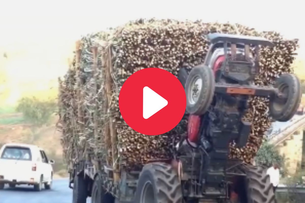 व्हायरल व्हिडीओ