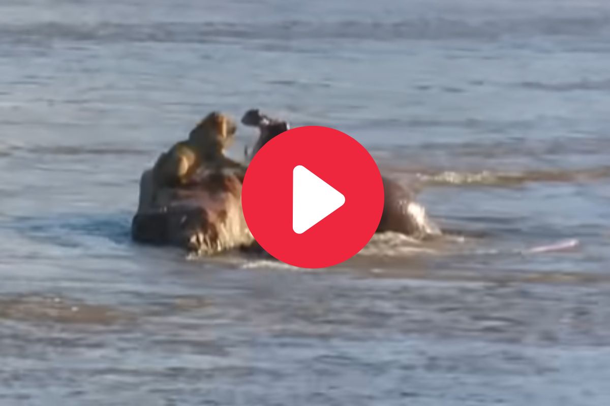 व्हायरल