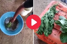 सुकलेल्या भाजीला क्षणात केले ताजे, केमिकलच्या वापरामुळे लोकांचा संताप सुकलेल्या भाजीला क्षणात केले ताजे, केमिकलच्या वापरामुळे लोकांचा संताप