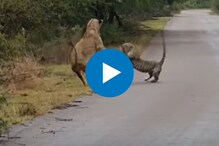 बिबट्याला पाहून सिंहिणीची सटकली, रागाच्या भरात केलं असं काही....Video व्हायरल
