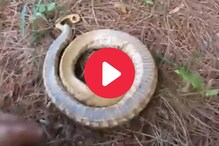 अरेच्चा! हा तर नाटकी साप, जे केलं ते पाहून नेटकरीही थक्क, Video Viral अरेच्चा! हा तर नाटकी साप, जे केलं ते पाहून नेटकरीही थक्क, Video Viral