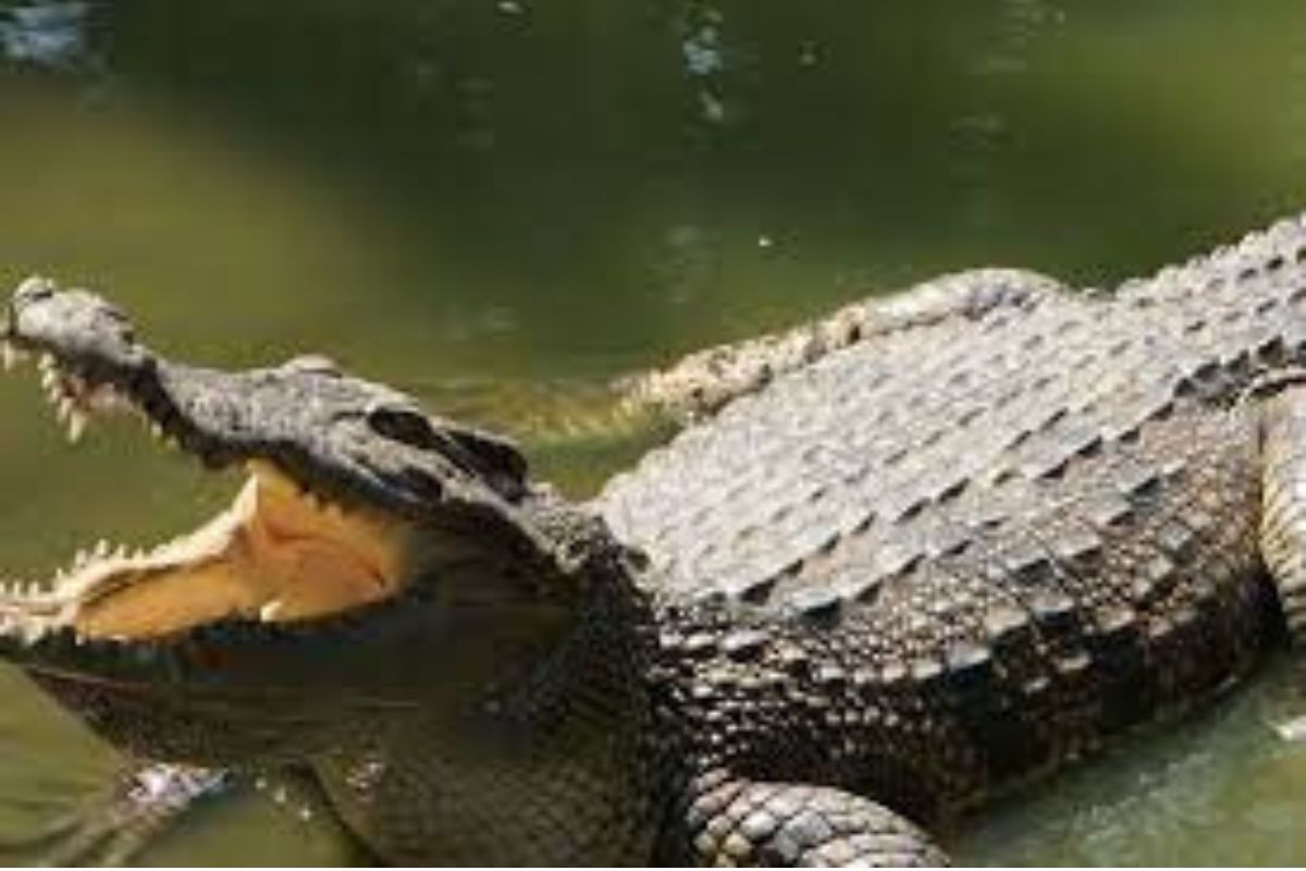 फाईल फोटो