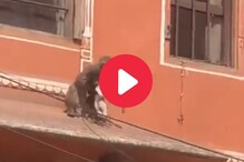 माकडाने कुत्र्याचं पिल्लू पळवलं, Video पाहून आवरणार नाही हसू