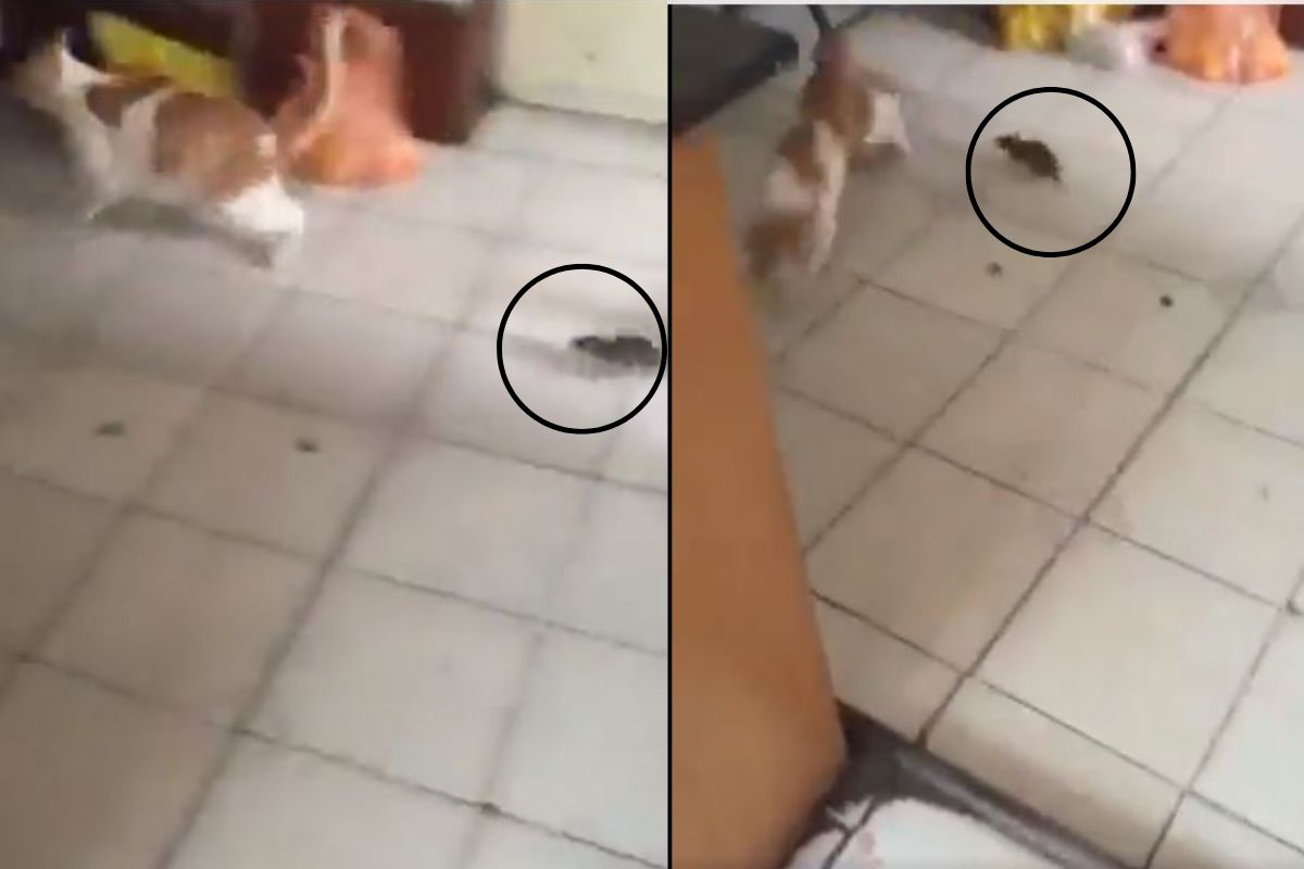 इवल्याशा उंदराने केली मांजराची हवा टाईट; जीव मुठीत घेऊन पळत सुटली, पाहा मजेशीर VIDEO