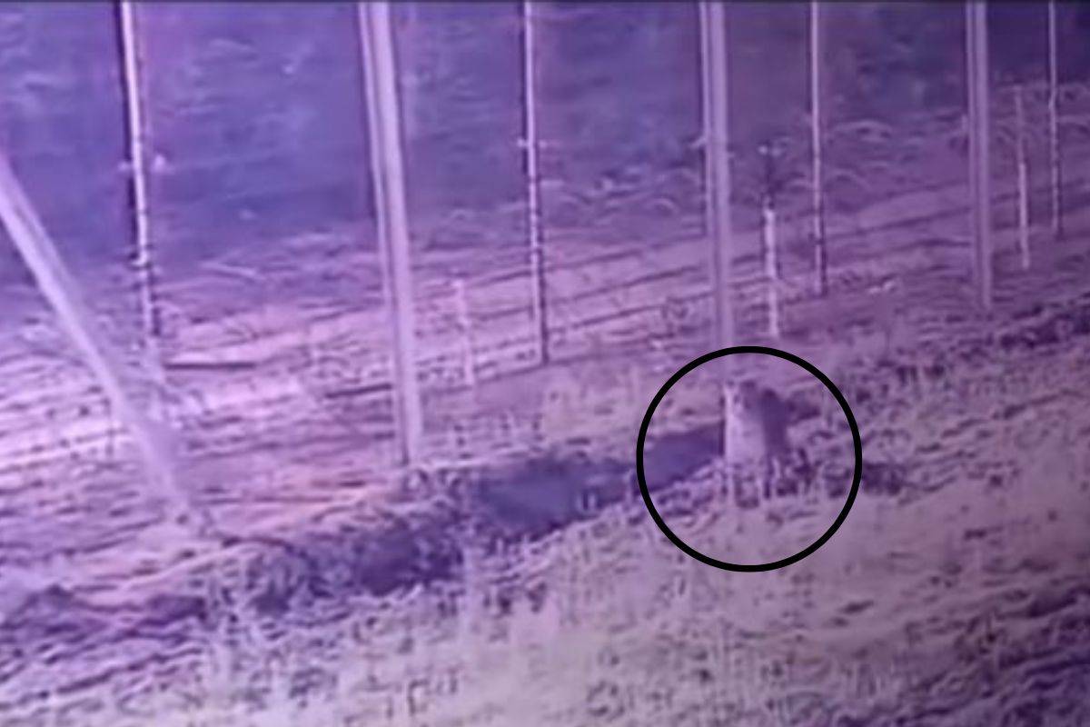 ..जेव्हा पाकिस्तानी बिबट्या भारतात घुसतो; बजरंगी भाईजान स्टाईलमध्ये तारांखालून एन्ट्री, VIDEO