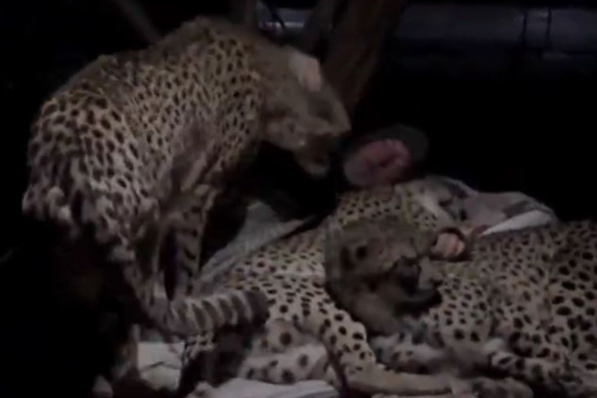 बापरे! झोपलेल्या व्यक्तीच्या शेजारी येऊन बसले 3 चित्ते, मग जवळ गेले अन्..., VIDEO पाहूनच उडेल थरकाप