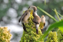 World Sparrow Day : वर्दीतील फोटोग्राफरची कमाल! टिपले निसर्गाचे सुंदर Photos