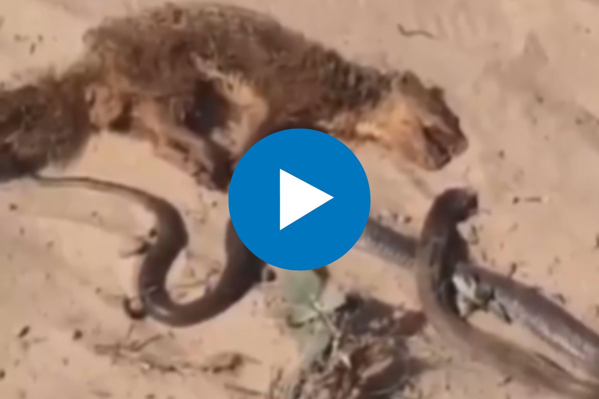 व्हायरल व्हिडीओ