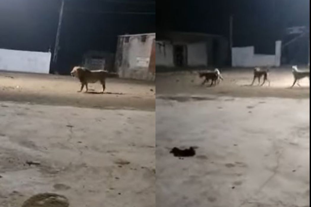 जेव्हा कुत्र्यांसमोर जंगलाचा राजा बनला 'भीगी बिल्ली'; सिंहाने घाबरून ठोकली धूम, पाहा VIDEO