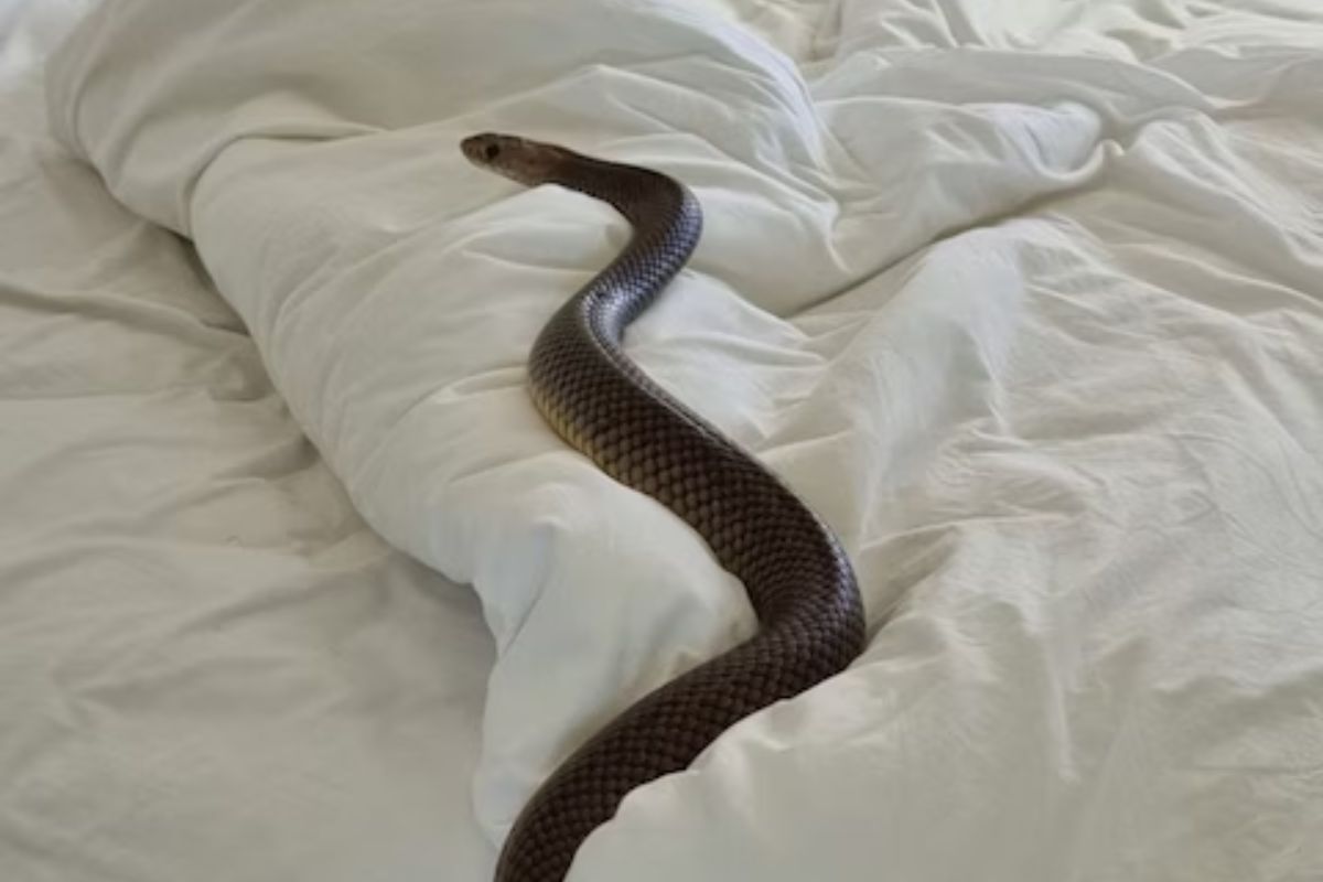 पलंगावर लपून बसला होता 6 फूट लांब विषारी साप; महिलेनं चादर उचलताच..., थरकाप उडवणारी घटना