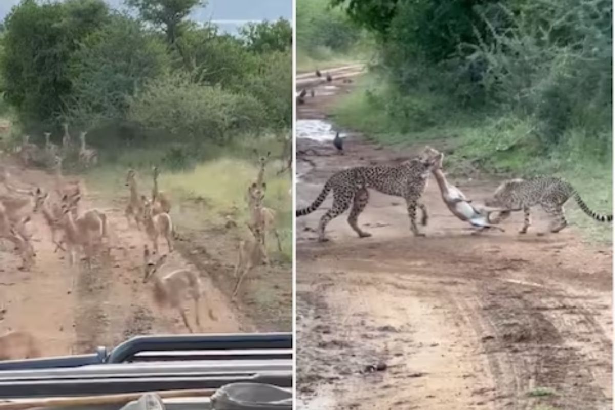 जोरात धावत होता हरणांचा कळप; इतक्यात चित्त्याने मोठी उडी घेत झडप मारली अन्..., शिकारीचा VIDEO
