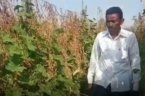 पारंपरिक शेतीला फाटा देत भंडारा जिल्ह्यातील लाखनी तालुक्यात येत असलेल्या खोलमारा येथील अमृत मदनकर यांनी तीन एकर शेतीत कारल्याची लागवड केली. आता याच कारल्याची शेतीनं त्यांना लखपती केलं. 
