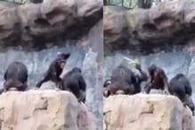 पर्यटकांवर दगड फेकत होतं माकडाचं पिल्लू; आईने असा शिकवला धडा,­ अवाक करणारा VIDEO