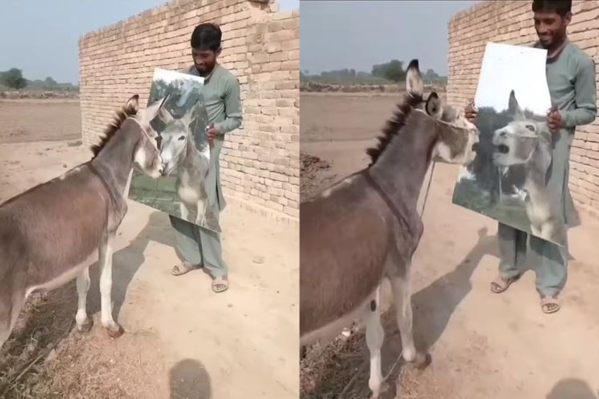 पहिल्यांदाच स्वतःचा चेहरा आरशात पाहून गाढव झालं अवाक; रिअॅक्शन पाहून पोट धरून हसाल..VIDEO