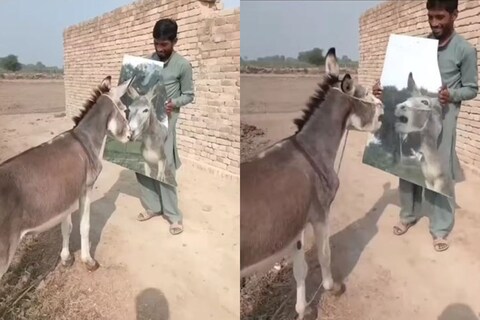 व्हायरल होत असलेल्या या मजेदार व्हिडिओमध्ये गाढवाला आरशात आपला चेहरा दिसत होता. यानंतर त्याची प्रतिक्रिया अशी येते की जणू त्याला आरशात दुसरं गाढव दिसलं आहे.