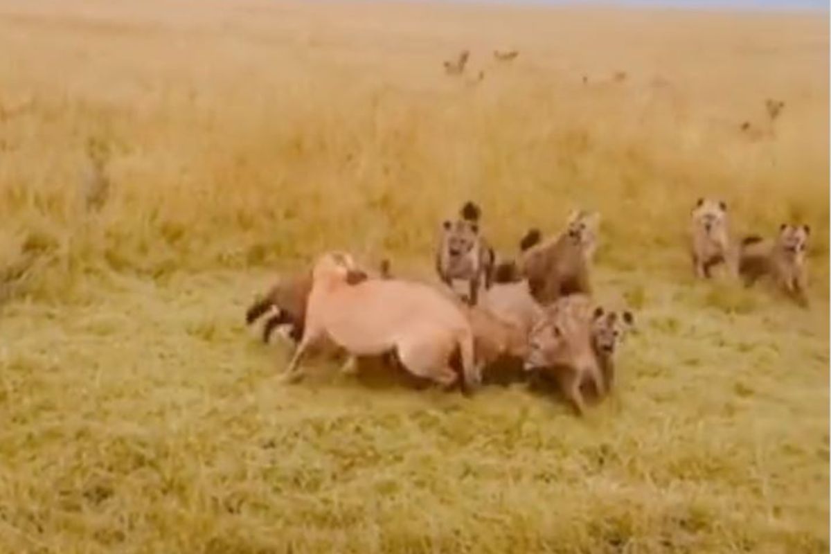एकट्या सिंहिणीवर तुटून पडले डझनभर हायना; पुढच्याच क्षणी लढाईत आला जबरदस्त ट्विस्ट, पाहा VIDEO