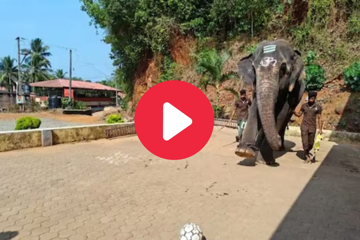 व्हायरल