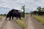 दोन हत्तींचं खतरनाक भांडण; धक्क्याने भलंमोठं झाडंही कोसळलं, पाहा VIDEO चा शेवट