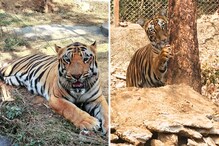 श्रीवल्ली आणि बाजीरावने दिली Good News; संजय गांधी उद्यानात 13 वर्षांनी हलला पाळणा श्रीवल्ली आणि बाजीरावने दिली Good News; संजय गांधी उद्यानात 13 वर्षांनी हलला पाळणा