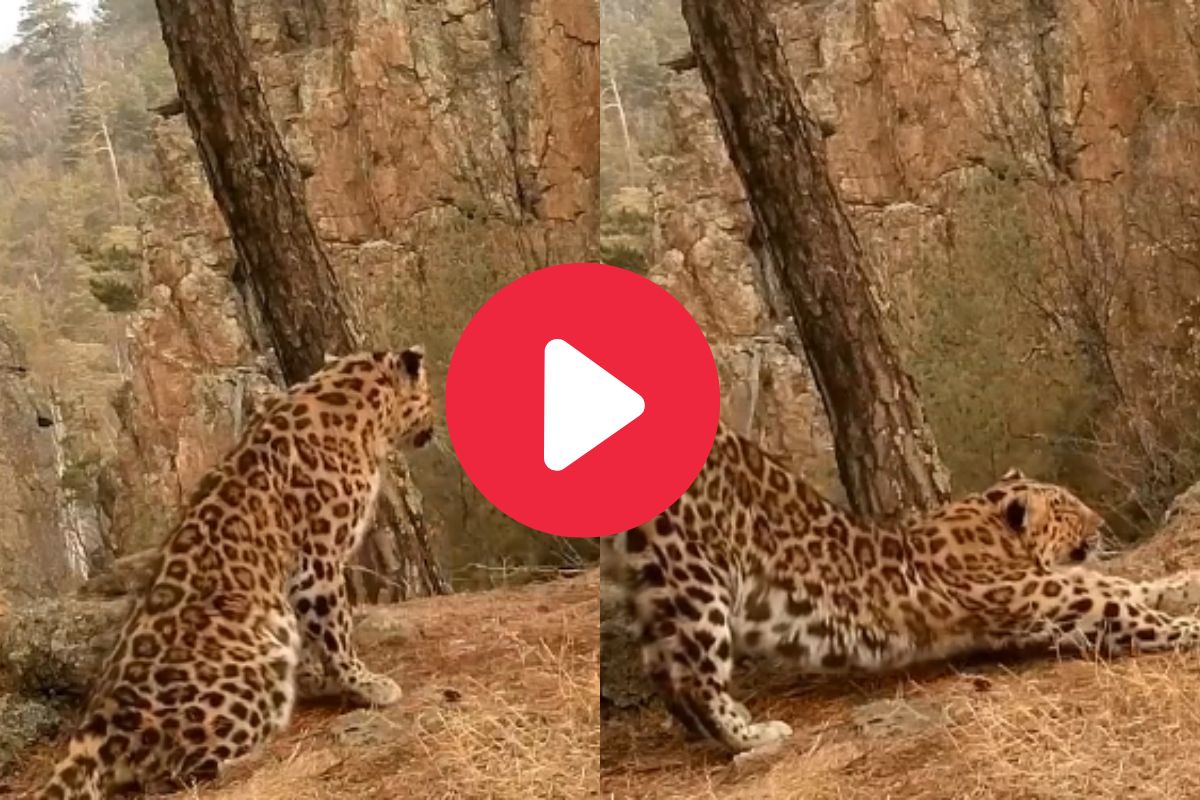 व्हायरल व्हिडीओ