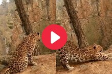 बिबट्याला कधी व्यायाम करताना पाहिलंय का? Video होतोय व्हायरल बिबट्याला कधी व्यायाम करताना पाहिलंय का? Video होतोय व्हायरल