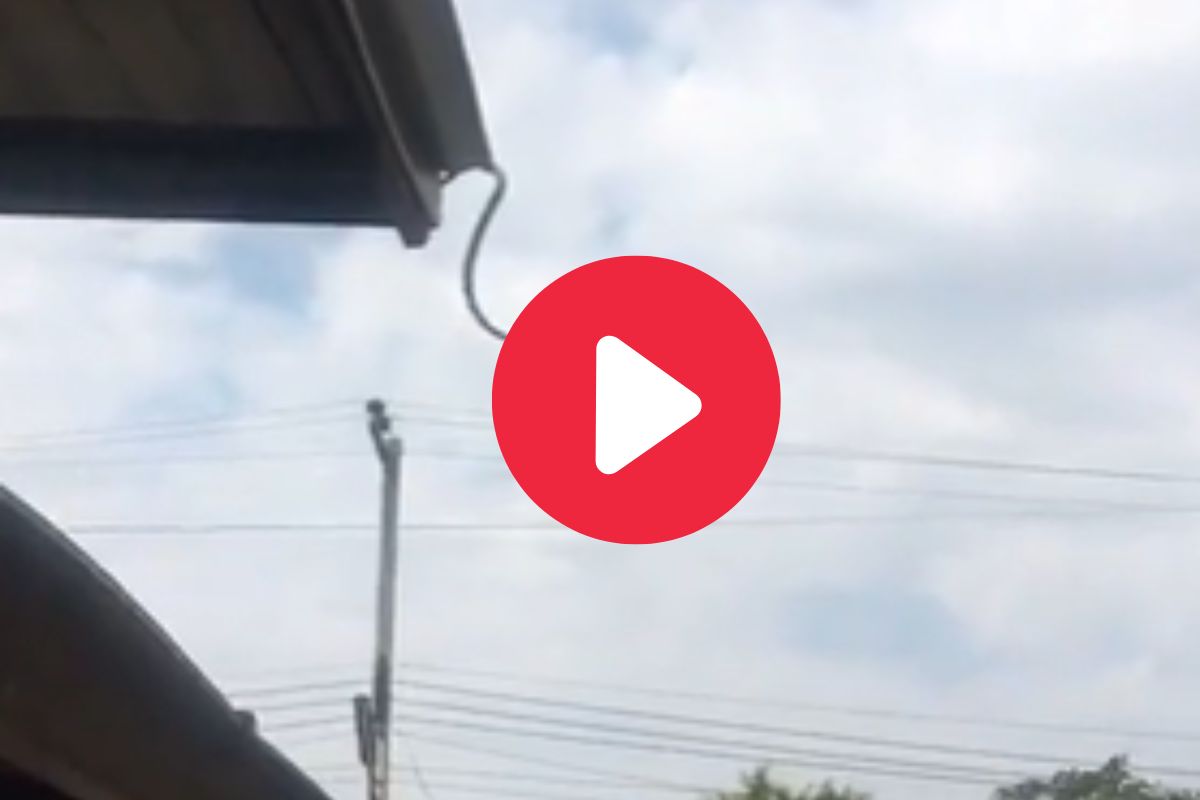 व्हायरल व्हिडीओ