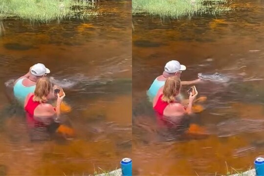 नदीत उतरून मगरीला हाताने खाऊ घालत होतं जोडपं; पुढे काय झालं पाहा..VIDEO