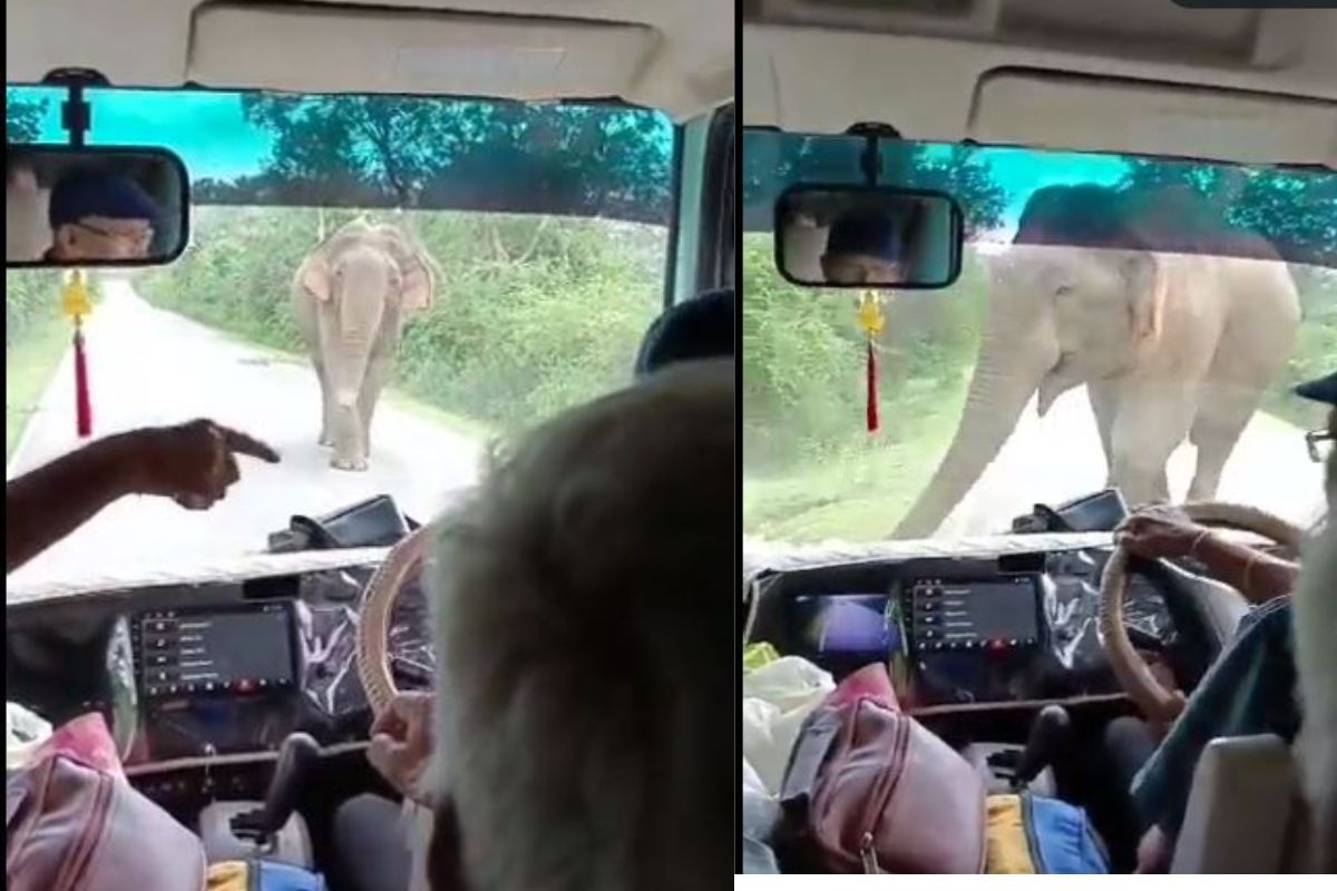 भलामोठा हत्ती गाडीसमोर उभा राहताच पर्यटक करू लागले मंत्रोच्चार; पुढे जे झालं ते चकित करणारं, VIDEO