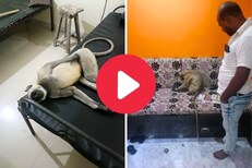 छ. संभाजी नगरातील रुग्णालयात वानराच्या नावे बेड; 2 तास झोपण्यासाठी येतो अन्...