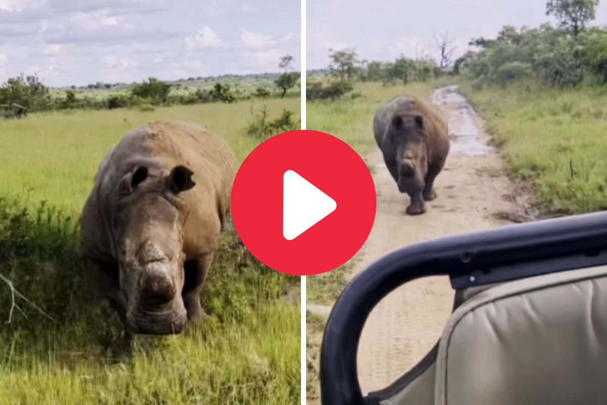 व्हायरल