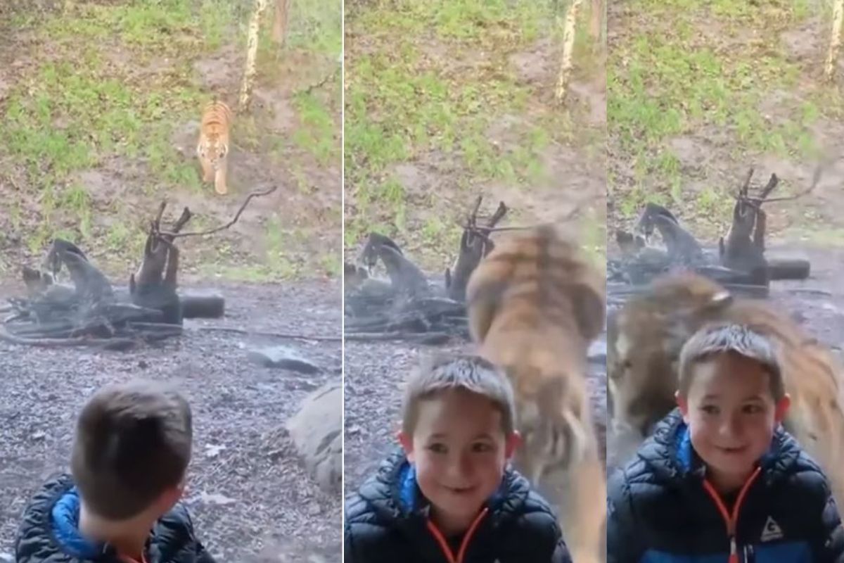 चिमुकल्यावर हल्ला करण्यासाठी भुकेलेल्या वाघाची मोठी उडी अन्..., काळजाचा ठोका चुकवणारा VIDEO