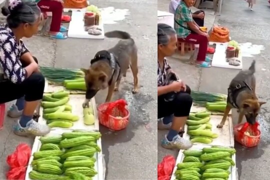 स्मार्ट कुत्रा! तोंडात बास्केट घेऊन बाजारात पोहोचला; स्वतः खरेदी केल्या भाज्या, VIDEO पाहून व्हाल चकित