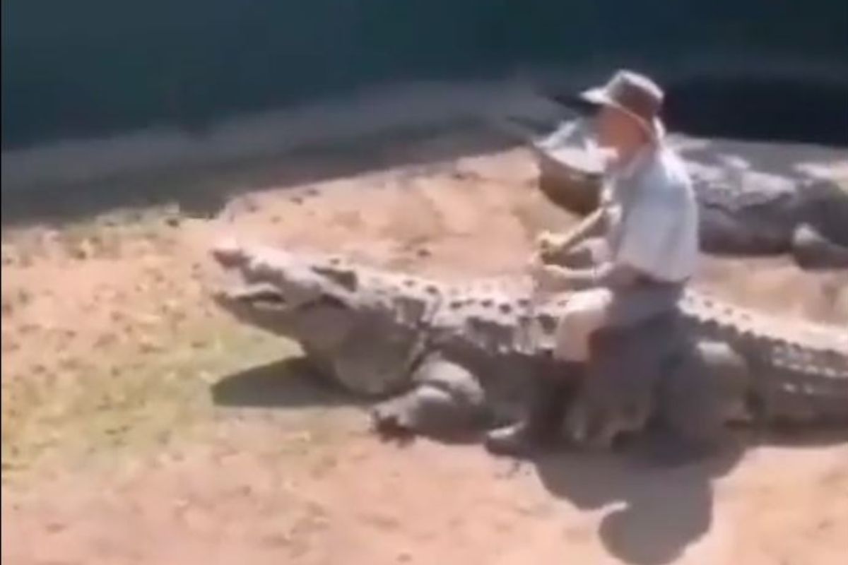 मगरीच्या पाठीवर बसून जबडा उघडण्याचा केला प्रयत्न; व्यक्तीला भलतंच महागात पडलं नको ते धाडस..Shocking Video