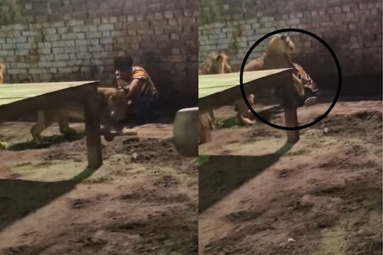 भडकलेल्या सिंहाचा व्यक्तीवर जबर हल्ला; हात जबड्यात पकडला अन्.., काळजाचा ठोका चुकवणारा शेवट..VIDEO