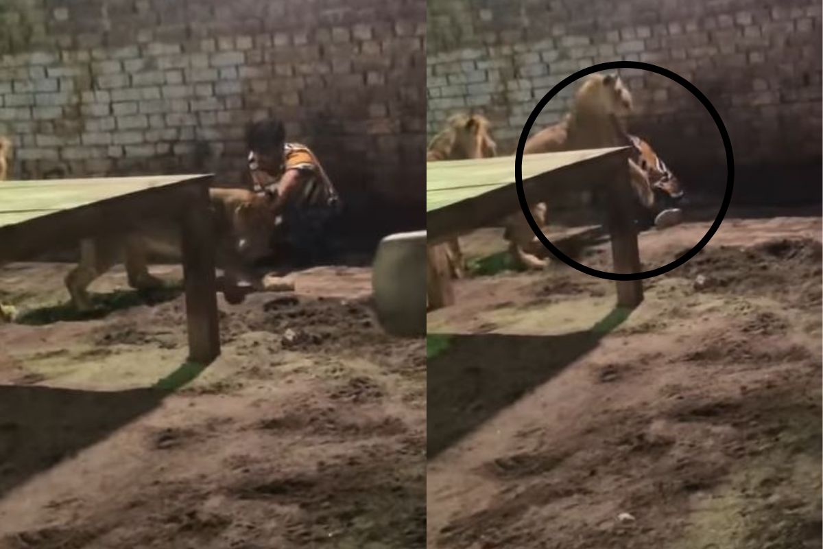 भडकलेल्या सिंहाचा व्यक्तीवर जबर हल्ला; हात जबड्यात पकडला अन्.., काळजाचा ठोका चुकवणारा शेवट..VIDEO