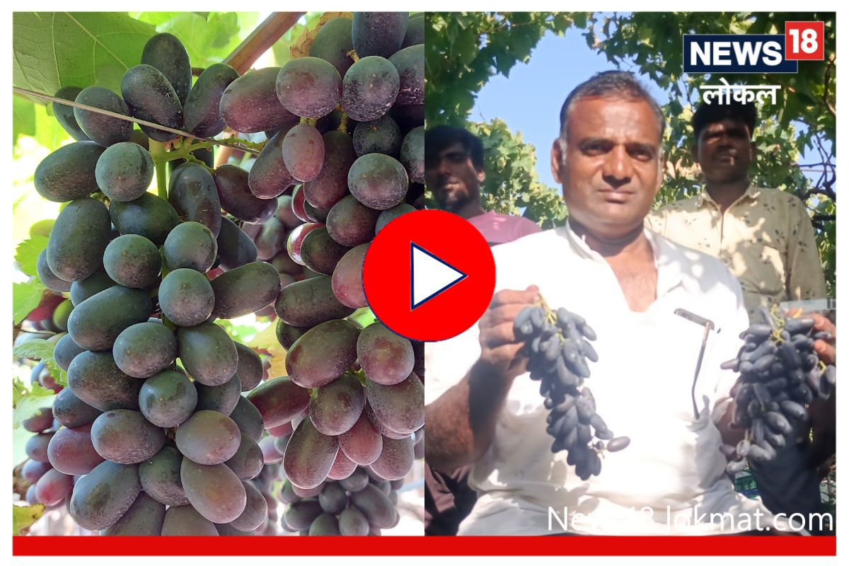 Sangli News : शेतकऱ्याच्या 10 वर्षाच्या परिश्रमाला यश, द्राक्षांच्या वाणाला मिळाली जागतिक मान्यता, Video