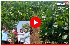 लातूरमध्ये चक्क उन्हाळी सोयाबीन, शेतकऱ्याच्या प्रयोगाची चर्चा तर होणारच! Video