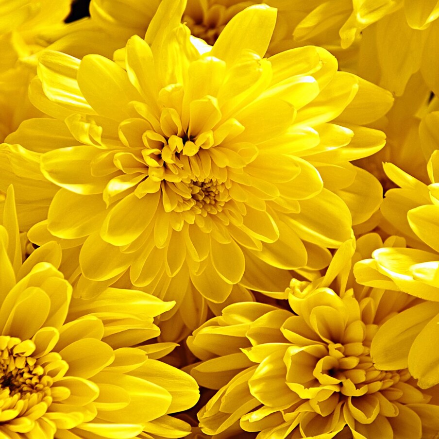 पाचवा दिवस: नवरात्रीच्या पाचव्या दिवशी माँ दुर्गेच्या स्कंदमाता रूपाची पूजा केली जाते. आईला पिवळी फुले खूप आवडतात. आई आनंदी असते आणि सुख समृद्धीचे आशीर्वाद देते.
