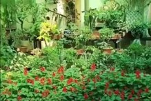 सेंद्रिय शेतीसाठी इंजिनिअरने लढवली भारी शक्कल, घराच्या टेरेसवरच पिकवतो भाजीपाला