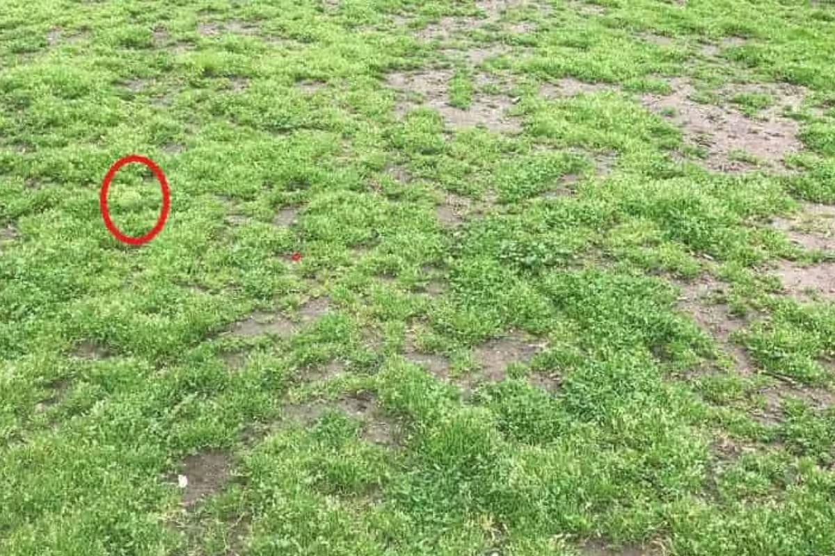 ऑप्टिकल इल्युजन