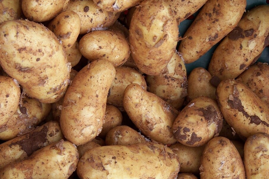 बटाट्याचे बंपर उत्पादन झाले असून शेतकऱ्यांना दुप्पट नफाही मिळाला आहे. या बटाट्याचा आकार मोठा असल्याने त्याचा वापर पापड आणि चिप्स बनवण्यासाठी केला जातो.